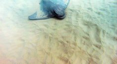 stingray4.jpg