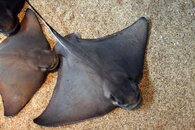 1280px-Myliobatis_californica_monterey_bay_aquarium.jpg