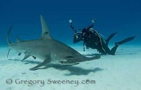 hammerhead_dive_bimini.jpg