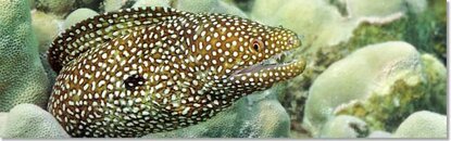White_Mouth_Moray_Eel_South_Maui.jpg