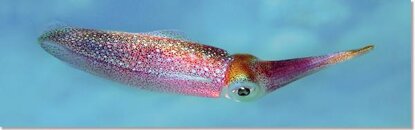 Bigfin_Squid_Honolua_Bay_Maui.jpg
