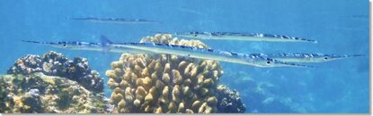 Snorkeling_with_Needlefish_Maui_Hawaii.jpg