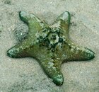 Sheriff Badge Sea Star-Ulua Beach.jpg