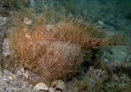 female striated frogfish - her body swollen like a water balloon (with eggs).jpg