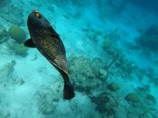 Klein Bonaire Angel Fish.jpg