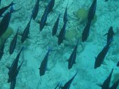 Klein Bonaire tang.jpg