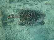 Klein Bonaire Turtle.jpg
