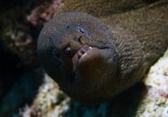 Moray.jpg