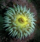 anenome.jpg