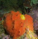 Orange volcano sponge and yellow nudibrach.jpg