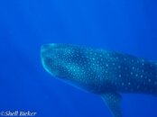 20140315-socorro.jpg