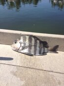 IMG_2690.jpg