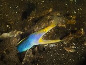 eel2 (1 of 1).jpg