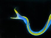 eel (1 of 1).jpg