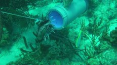 lionfish red hunter Dee 2014-06-20 TR-es.jpg