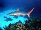 260px-Carcharhinus_perezi_bahamas.jpg