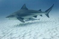 Bull+Shark-05.jpg