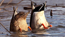 Duck_butt.jpg Duck_butt.jpg