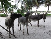 Donkeys.jpg