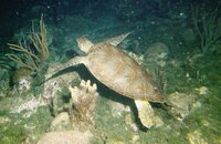 Night Dive Turtle.jpg