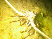 lobster closeup.jpeg