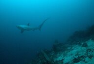 Philippines-Thresher Shark.jpg