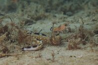 Honey comb Moray.jpg