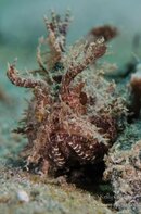 Plumed scorpionfish.jpg