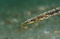 Pike blenny.jpg