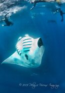 manta.jpg