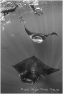 manta2.jpg