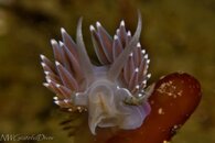 Flabellina triophina.jpg