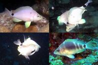 DDDB 596 butter hamlets mating sm.jpg