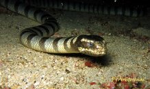 Banded Sea Krait .jpeg