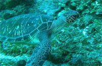 H2008 Sea Turtle.jpg