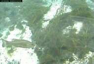 oct 15th fish uw cam pic.jpg