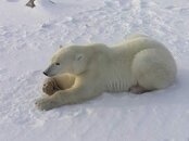 Female_polar_bear_-_Churchill,_Manitoba,_Canada.jpg