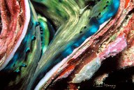 Giant-Clam-Macro.gif