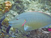 pompano 087.jpg