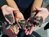 Venice shark tooth 141.jpg