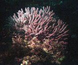 gorgonian.JPG