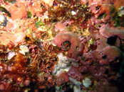 081110 Flat Rock 046.jpg
