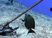 PICT0038.JPG