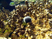 PICT0240.JPG