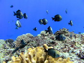 PICT0086.JPG