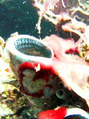 PICT0227.JPG