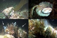 DDDB 597 wavy top spawning sm.jpg