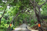Curacao-poison-trees.jpg
