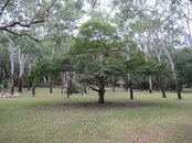 1024px-Caesalpinia_coriaria,_Cooktown_2010.jpg