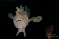 Frogfish-201408042680.jpg